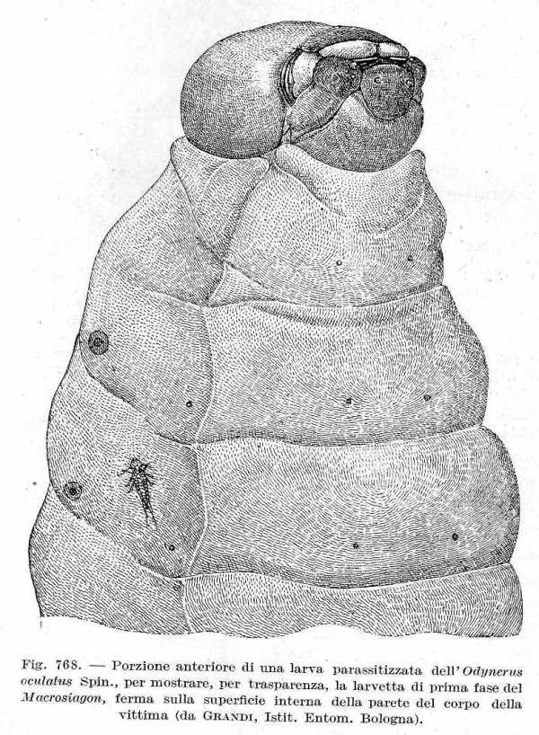 Macrosiagon ferrugineum, stranissimo coleott. Rhipiphoridae